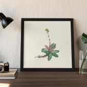 Aquarelle Antique Botanique Affiche d'impression