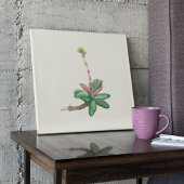 Aquarelle Antique Botanique Affiche d'impression