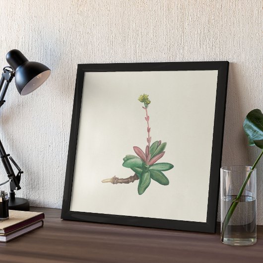 Aquarelle Antique Botanique Affiche d'impression