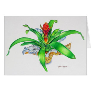 Aquarelle de Bromeliad