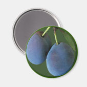 Aquarelle de prunes violettes - Aimant (Recto/Verso)