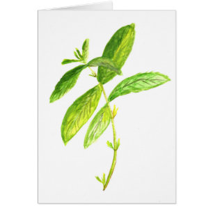 Aquarelle d'herbe de menthe Jardin vert Plante bot