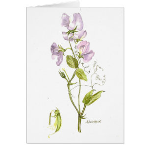 Aquarelle douce de pois doux
