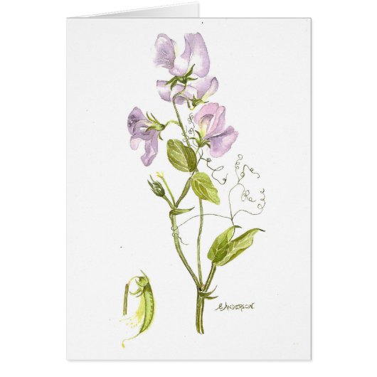 Aquarelle douce de pois doux (Devant)