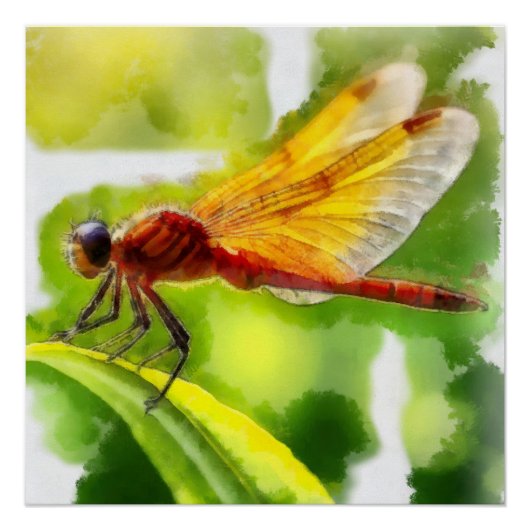 Aquarelle, Libellule Perfect Poster (Voorkant)