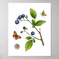 Aquarelle vintage Poster botanique du bleuet