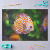aquarium-discus visweefselpapier tissuepapier (Craft)