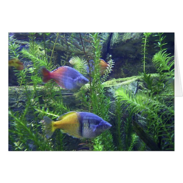 Aquarium Fish (Devant horizontal)