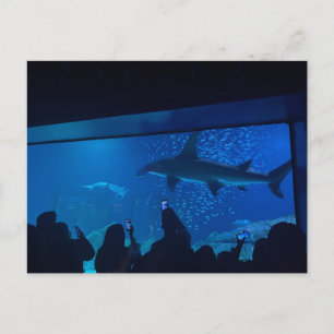 Aquarium Haientank Expositie Briefkaart