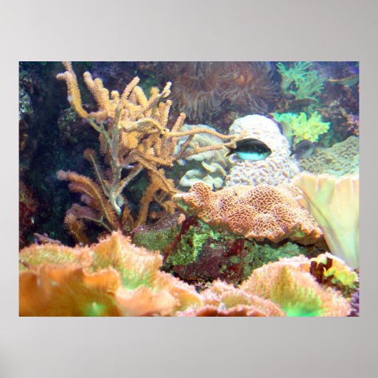 Aquarium Poster (Voorkant)