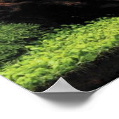 Aquarium van Freshwater Angelfish Poster (Hoek)