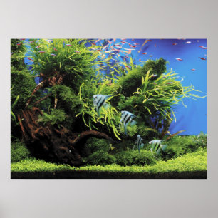 Aquarium van Freshwater Angelfish Poster