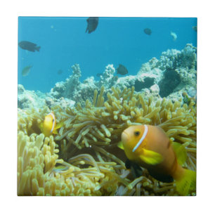 Aquarium vis tegeltje