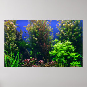 Aquarium voor aquarium Achtergrond Poster