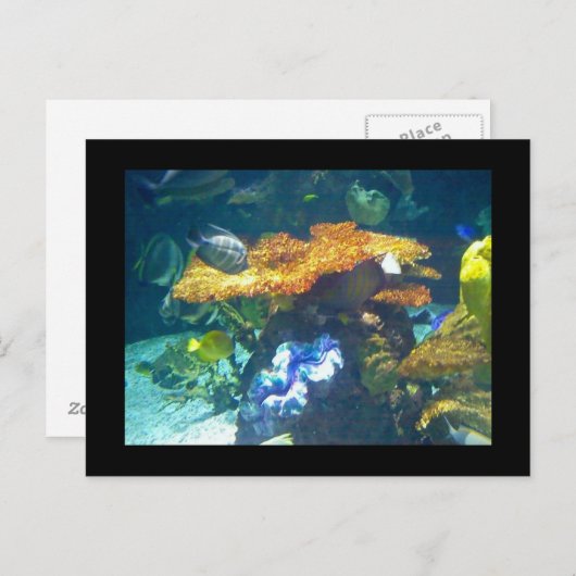 Aquariumkaart Briefkaart (Voorkant / Achterkant)