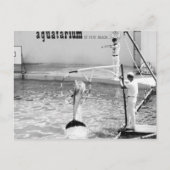 Aquatarium St. Pete Beach Florida, Dolfijn Briefkaart (Voorkant)