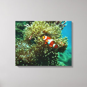 Aquatic Nautical Photography Marine Animal Photogr Canvas Afdruk