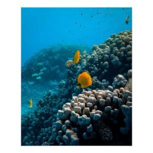 Aquatic Nautical Photography Marine Animal Photogr Perfect Poster