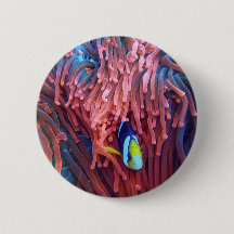 Aquatic Nautical Photography Marine Animal Photogr