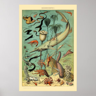 aquatisch leven door Adolphe Millot Poster