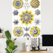 Aquatisch macroleven ~ Haeckel ~ Amoeba Poster (Thuiskantoor)