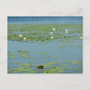 Aquatische kussens briefkaart