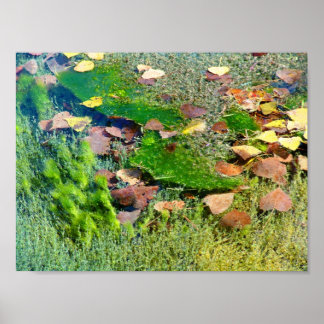 Aquatische Planten in Lincoln Park III - Colour Sa Poster