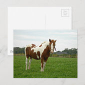 Aquebogue Painted Horse Briefkaart (Voorkant / Achterkant)