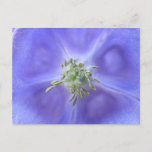 Aquilegia Flower Briefkaart