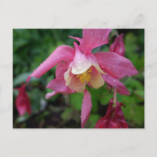 Aquilegia na de regen briefkaart