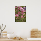 Aquilegia rose... affiche (Cuisine)