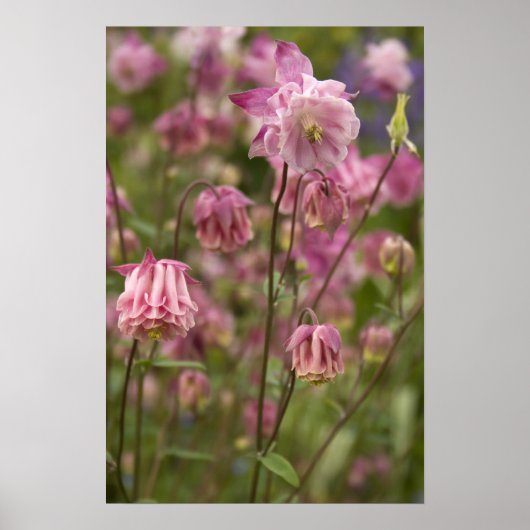 Aquilegia rose... affiche (Devant)