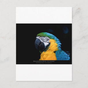 Ara arauna - Blue-and-yellow Macaw 01 Briefkaart