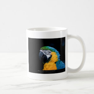 Ara arauna - Blue-and-yellow Macaw 01 Koffiemok