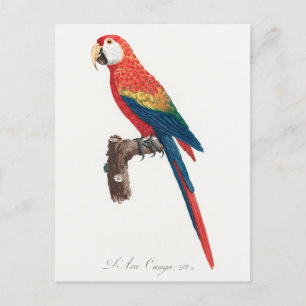 Ara Canga Parrot Briefkaart
