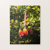 Ara d'écarlate de puzzle (Vertical)