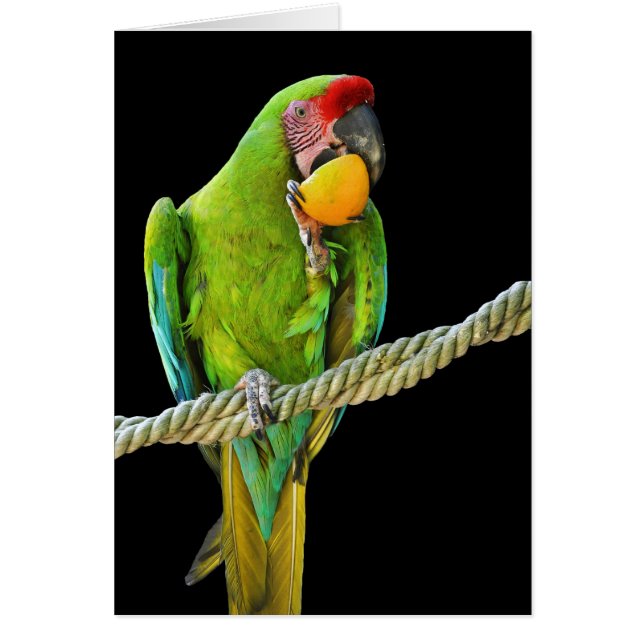 Ara Militaris Green Parrot (Devant)