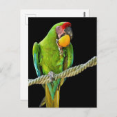 Ara Militaris Green Parrot Briefkaart (Voorkant / Achterkant)