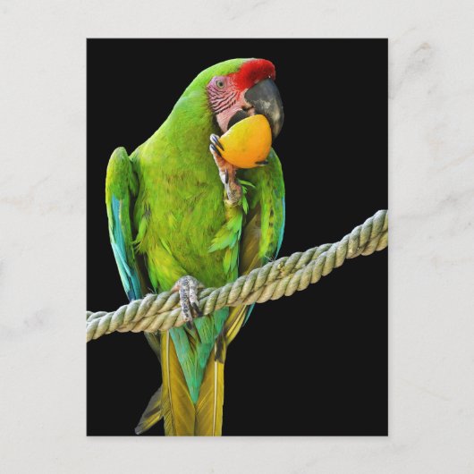 Ara Militaris Green Parrot Briefkaart (Voorkant)