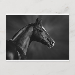 Arab Foal Briefkaart