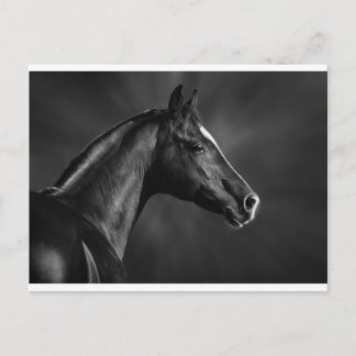 Arab Foal Briefkaart