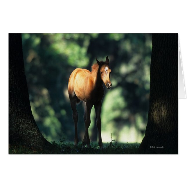 Arab Foal in de Trees (Voorkant Horizontaal)