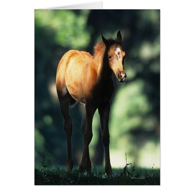 Arab Foal in de Trees (Voorkant)