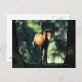 Arab Foal in de Trees Briefkaart (Voorkant / Achterkant)