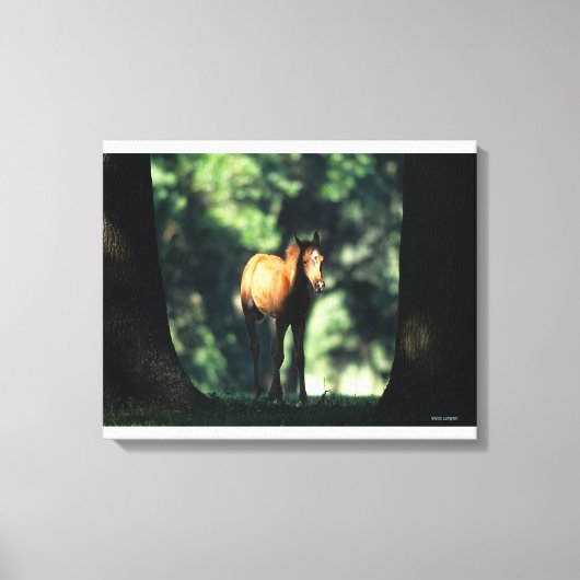 Arab Foal in de Trees Canvas Afdruk (Voorkant)