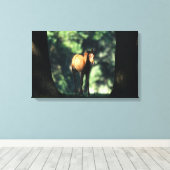 Arab Foal in de Trees Canvas Afdruk (Insitu (Houten vloer))