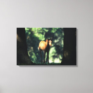Arab Foal in de Trees Canvas Afdruk