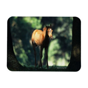 Arab Foal in de Trees Magneet
