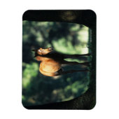 Arab Foal in de Trees Magneet (Verticaal)