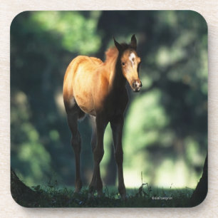 Arab Foal in de Trees Onderzetter